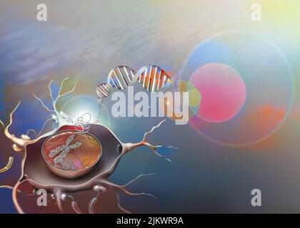 Cellule nerveuse avec zoom sur son noyau et son contenu: Chromosome. Banque D'Images