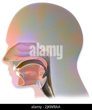 Respiration : structure des voies respiratoires chez l'homme. Banque D'Images