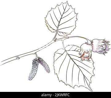 Feuilles de Hazel isolées sur fond blanc. Banque D'Images