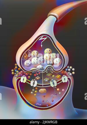 PTL (potentialisation à long terme), étape 1 : libération massive de glutamate par l'élément présynaptique. Banque D'Images