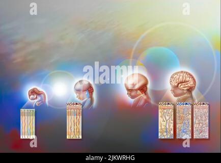 Développement du cerveau humain, du fœtus de 8 semaines à l'enfant de 4 ans. Banque D'Images