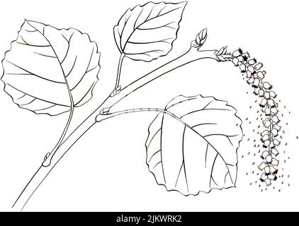 Feuilles d'Aspen (Populus tremula) sur fond blanc. Banque D'Images