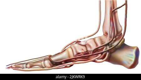 Anatomie des réseaux veineux du pied en vue médiane. Banque D'Images