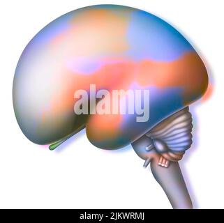 cerveau de fœtus de 26 semaines sur fond blanc. Banque D'Images