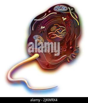 Eucaryote de type cellulaire animal avec ADN, réticulum endoplasmique. Banque D'Images