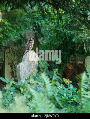 Un hibou tawny (Strix aluco) perce sur une pierre tombale dans le vieux cimetière de Southampton, Hampshire, en Angleterre Banque D'Images