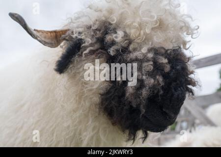 Valais blacknackose brebis au Cartmel Country Show 2022 Banque D'Images