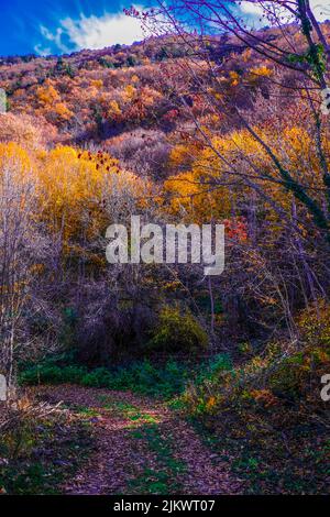 A vertical shot of a forest with colorful trees with a blue cloudy sky in the background Stock Photo