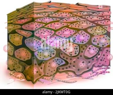 Coupe transversale de l'épiderme d'une peau phototype foncée avec de nombreux grains de mélanine. Banque D'Images