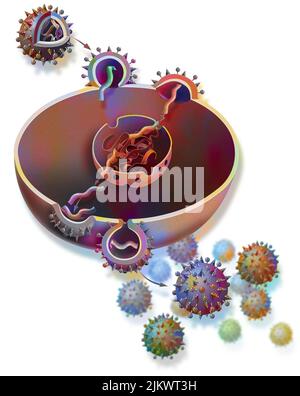 Réplication du virus de la grippe à partir d'une cellule hôte. Banque D'Images