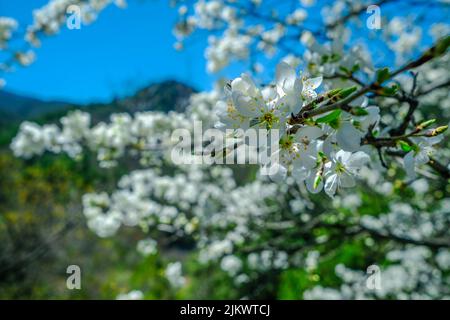 Un cliché sélectif de fleurs blanches sur un arbre Banque D'Images