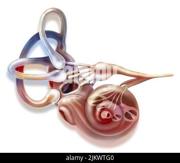 Oreille interne et appareil vestibulaire avec canaux semi-circulaires, macule. Banque D'Images