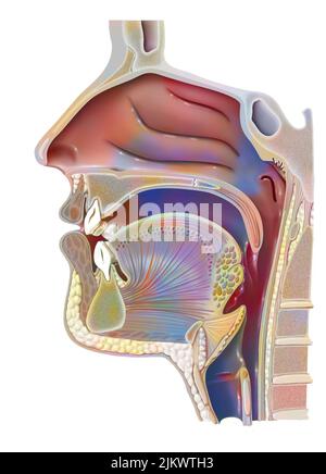 Anatomie du nasopharynx avec cavité nasale, cavité buccale. Banque D'Images