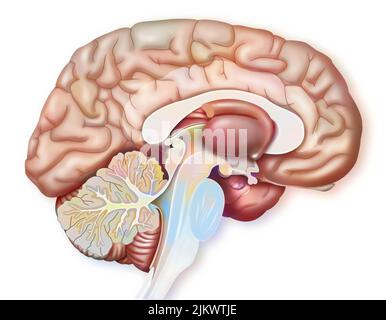 Section sagittale médiane du cerveau avec gyrus cingulé, amygdale, hypothalamus. Banque D'Images