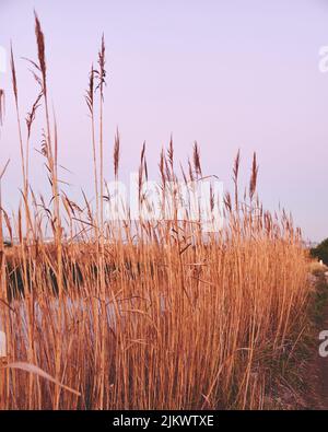 A vertical shot of wheat growing on a trail in Ria de Aveiro, Portugal Stock Photo