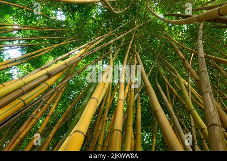 Bambou vert foncé dense forêt d'épaississement, regardez le dessus, texture écologique Banque D'Images