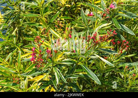 Buisson de la passoire avec feuilles jaune-vert variégé. Belle plante toxique avec des fleurs rose vif Banque D'Images