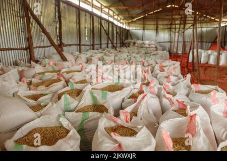 Ouvrez les sacs de grains de café prêts à être exportés Banque D'Images