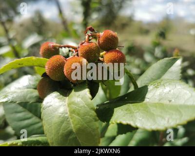 A closeup of a bunch of lychee growing among green leaves on a sunny day Banque D'Images