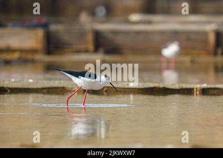 A beautiful shot of a Black-winged stilt near a lake during the day Stock Photo