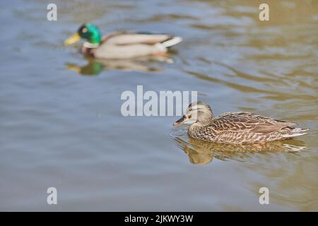 A closeup shot of a female wild duck (Mallard) swimming in the calm water of the lake on a sunny day with male mallard swimming in blurred background Banque D'Images