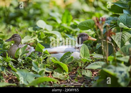 A closeup shot of two ducks sitting on the ground among green plants in the park on a sunny day with blurred background Stock Photo
