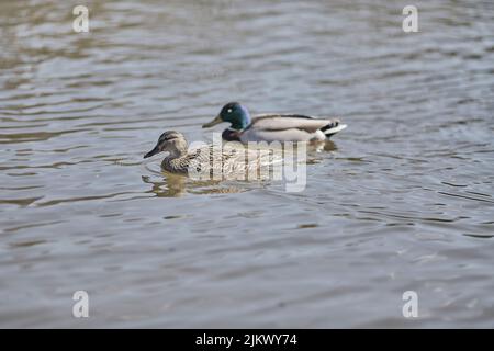 Une belle photo de quelques canards sauvages (Mallard) nageant dans l'eau calme du lac en plein soleil Banque D'Images