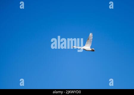 Vue sur un cygne blanc en vol avec des ailes étirées, ciel bleu. Banque D'Images