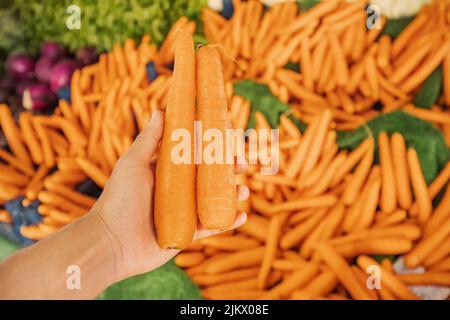 Carottes délicieuses et parfaites entre les mains de l'acheteur au marché de l'agriculteur biologique. L'agriculture et le choix d'une culture de haute qualité Banque D'Images