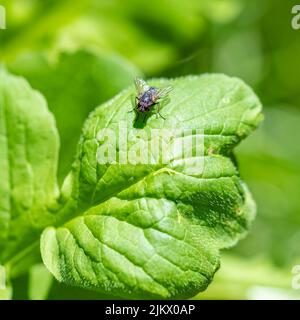 Une grande mouche debout sur une feuille dans le jardin Banque D'Images