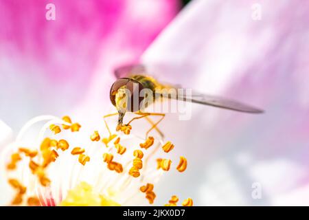 Hoverfly, insecte mangeant du pollen sur une rose Banque D'Images