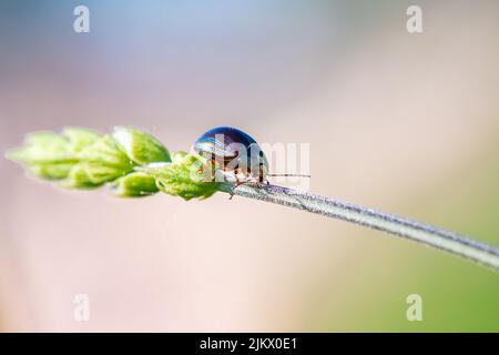 Coléoptère de romarin, Chrysolina americana, insecte marchant sur une tige Banque D'Images