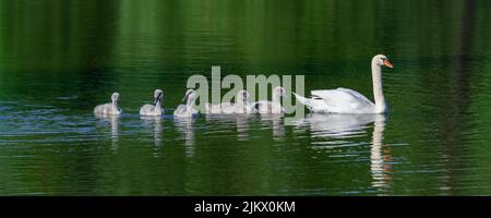 Cygnets blancs nageant en cygnets Banque D'Images