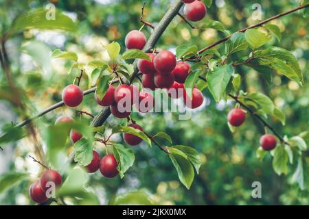 Prune de cerise rouge sur une branche dans le jardin. Fruits mûrs sur arbre en été. Mise au point sélective. Magnifique bokeh. Myrobalan, baies de prunes et feuilles vertes. Growi Banque D'Images