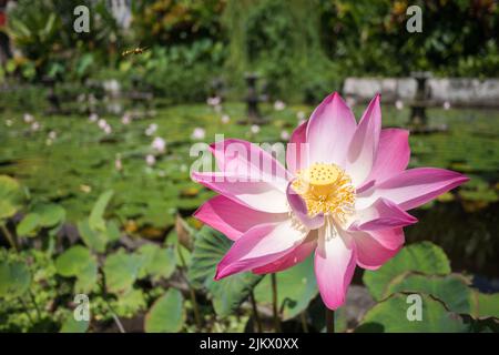 A closeup shot of a fully bloomed lotus flower in a pond in Bali, Indonesia Stock Photo