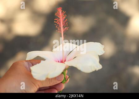 Femme tenant une grande fleur d'hibiscus blanc avec fuchsia rose vif centre dans sa main contre la lumière floue et ombre jaune brun gris fond dedans Banque D'Images