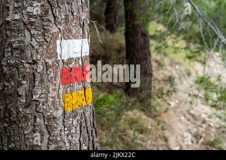 A closeup shot of a thick tree trunk in the forest tricolor sign on it Stock Photo