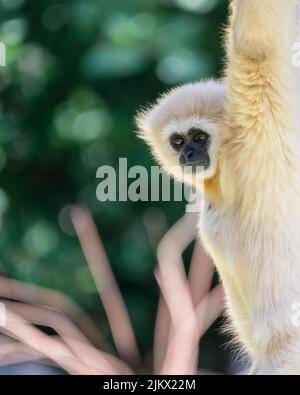 A vertical shot of a little white monkey with blurred trees on the background Stock Photo