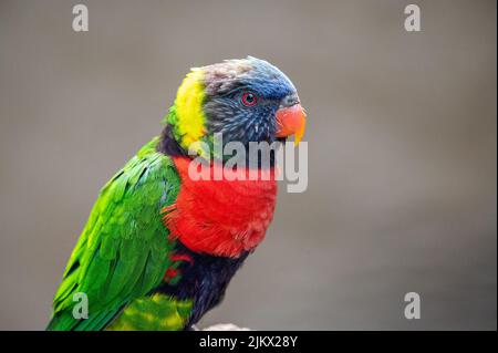 A closeup shot of a Rainbow Lorikeet (Trichoglossus moluccanus) Stock Photo