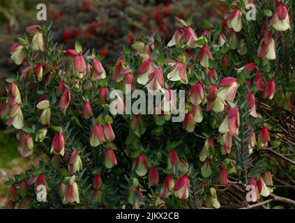 Gros plan de la plante australienne à fleurs Queup Bell fleurs Pimelea physodes. Banque D'Images