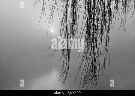 A low angle grayscale shot of the thin tree branches against the cloudy sky and the sun Stock Photo