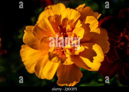 Gros plan sur la fleur de Marigold. Le Tagetes est un genre de plantes annuelles ou vivaces, principalement herbacées de la famille des Asteraceae Banque D'Images