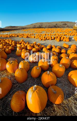 A vertical shot of a lot of pumpkins in a large field, California, USA Banque D'Images
