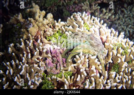 Un gros plan de la poulpe dans le récif de corail. Banque D'Images