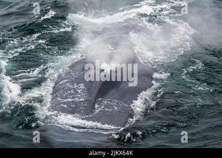 A closeup of the blowing blue whale on the water surface. Stock Photo