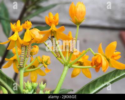 A close-up of tropical milkweed flowers with caterpillars on them (Asclepias curassavica) Stock Photo