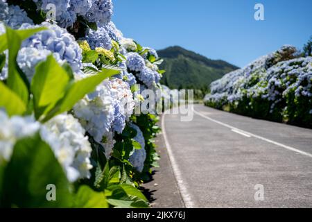 Açores, route de fleurs vides avec de belles fleurs d'hortensia en concentration sélective sur le bord de la route à Lagoa Sete Cidades. Île de São Miguel, dans les Açores Banque D'Images