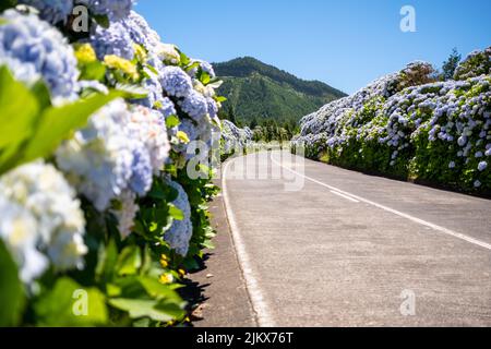 Açores, route de fleurs vides avec de belles fleurs d'hortensia en concentration sélective sur le bord de la route à Lagoa Sete Cidades. Île de São Miguel, dans les Açores Banque D'Images