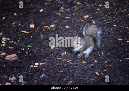 Mignonne petit écureuil mangeant des kernals de maïs qui a été mis hors pour lui Banque D'Images