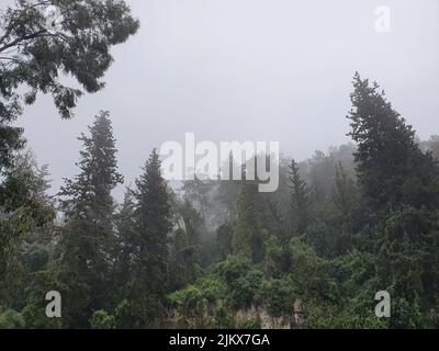 Une photo à angle bas de pins par un jour brumeux Banque D'Images